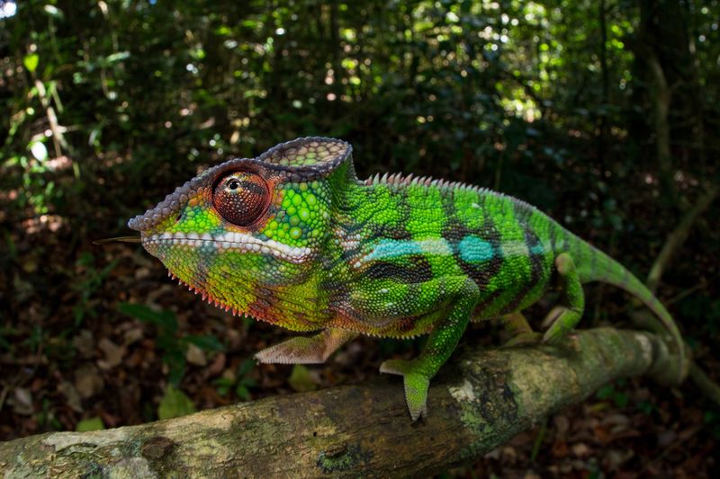 Chameleons Change Color to Match Their Surroundings