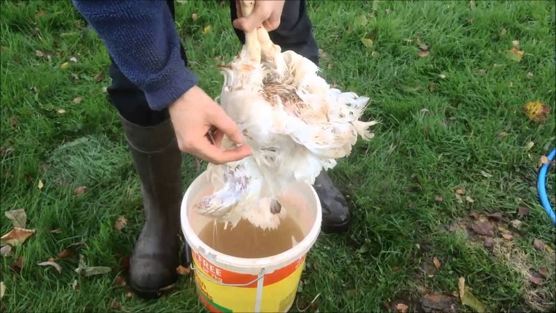 Plucking Chickens