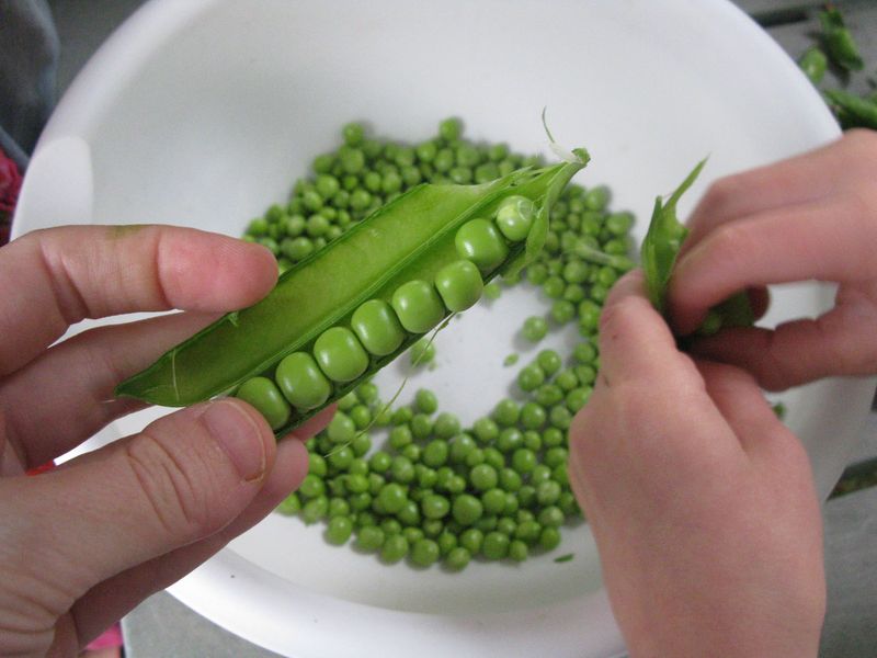 Shelling Peas