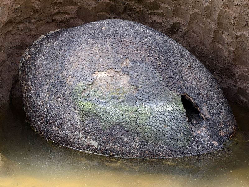 A Giant, Prehistoric Armadillo Shell (Argentina)