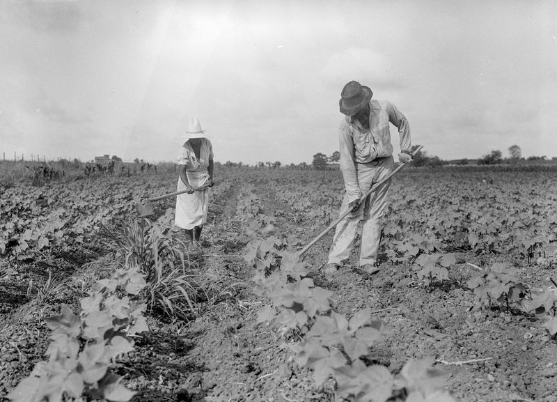 Alabama: The Cotton Kingdom