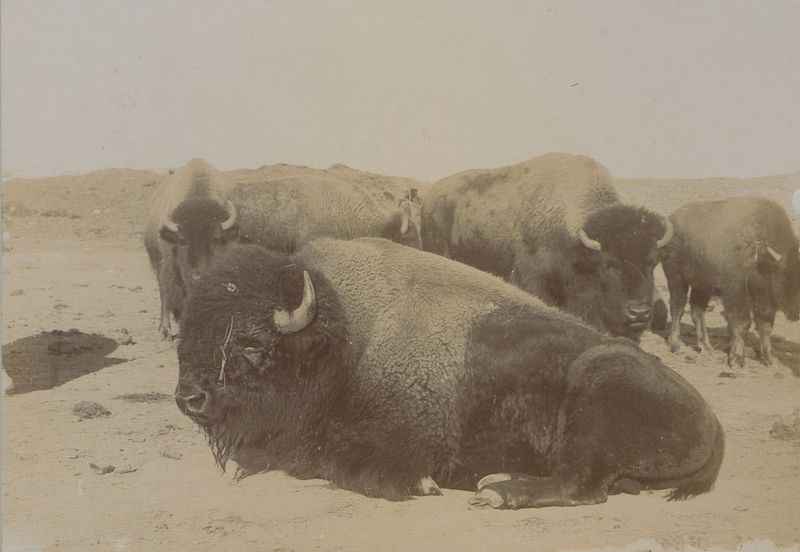 Alaskan Wild Bison, 1927