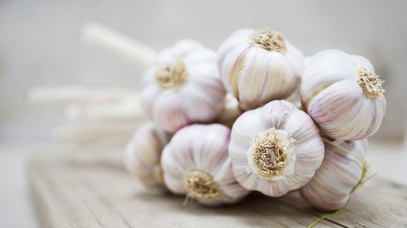 Garlic for Ear Infections