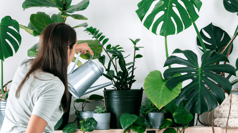 Keeping Plants Alive Without an App