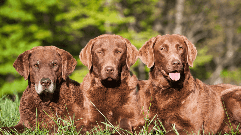 Maryland: Chesapeake Bay Retrievers