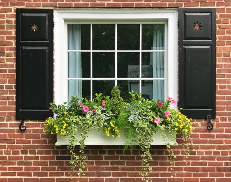 Shutters and Window Boxes