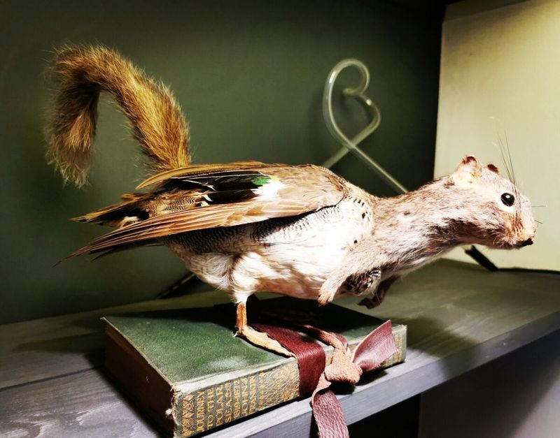 Unusual Taxidermy