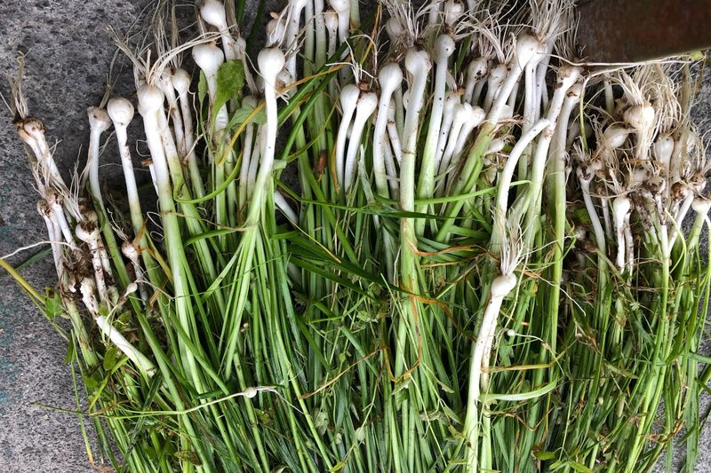 Wild Onions