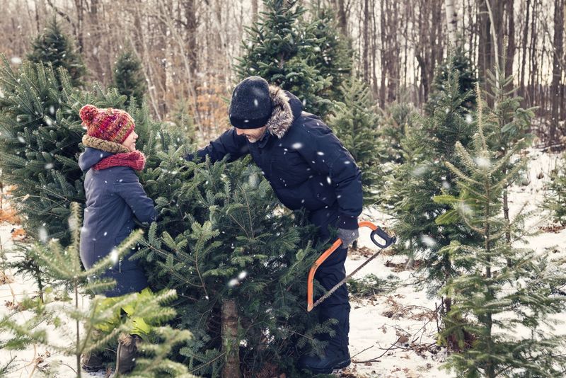 Chopping Down Your Own Christmas Tree