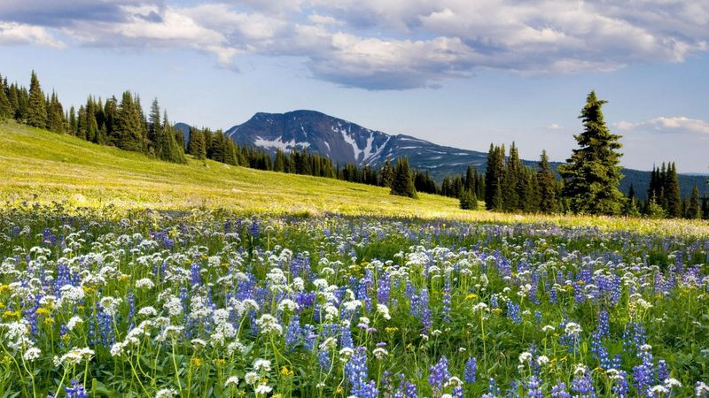Field of Wildflowers
