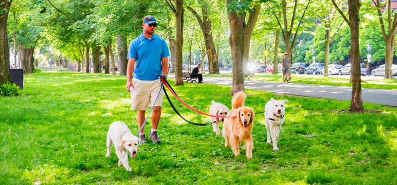 The Dog Walker