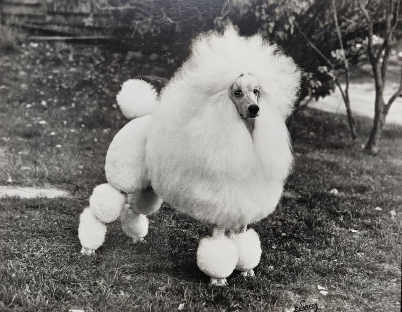 Poodle: The Fluffy Fashion Statement