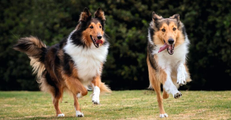 12 Adorable Dog Breeds Everyone Wanted in the 1970s