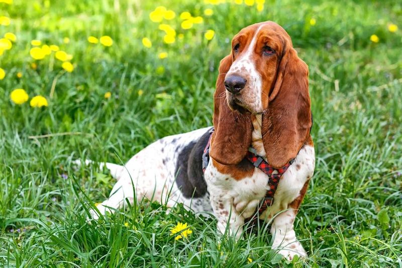 Basset Hound: The Low-Riding Charmer