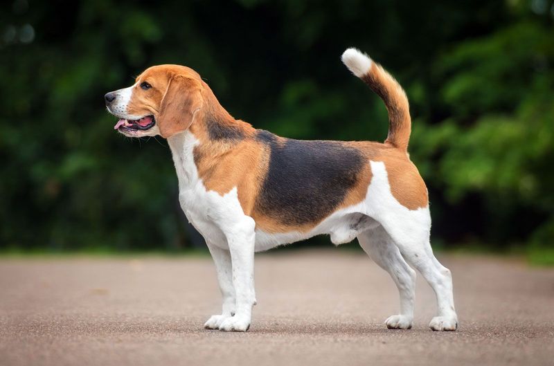 Beagle: The Cartoon-Famous Sniffer