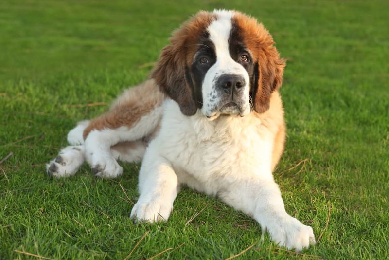 Saint Bernard: The Gentle Giant
