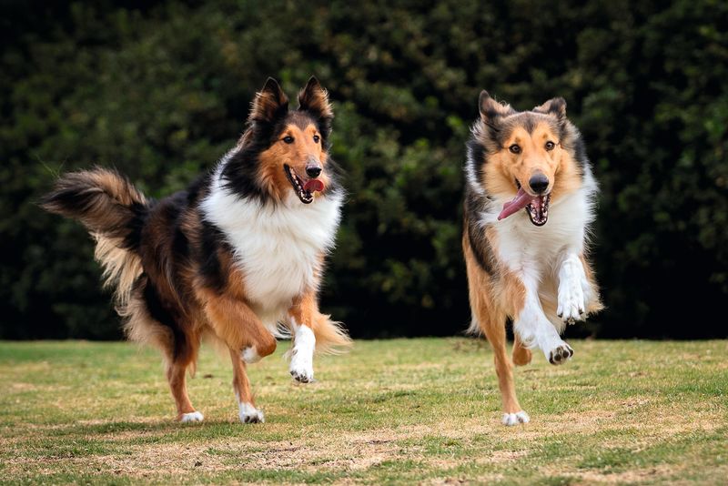 Collie: The Lassie Legacy Keeper