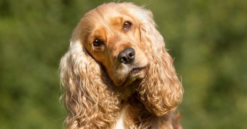 Cocker Spaniel: The Sweet-Faced Charmer