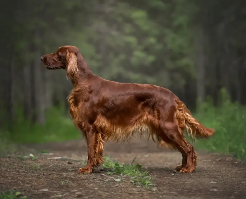 Irish Setter: The Flowing Red Showstopper