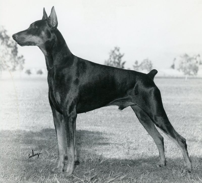 Doberman Pinscher: The Sleek Status Symbol