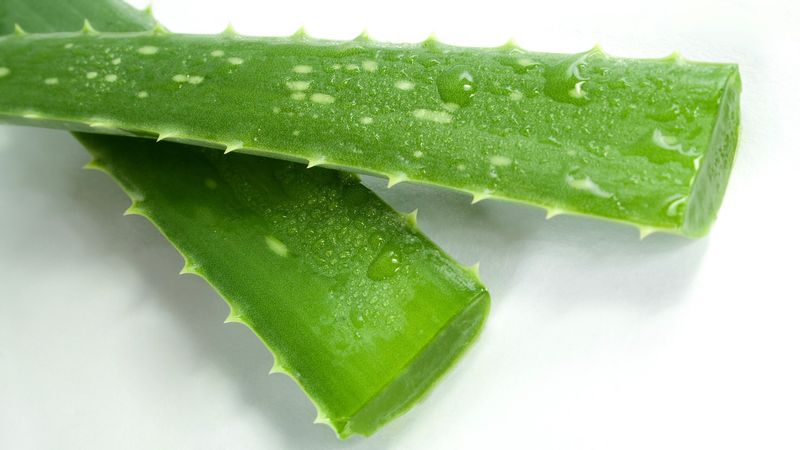 Aloe Vera: Nature's Burn Relief That Science Approves