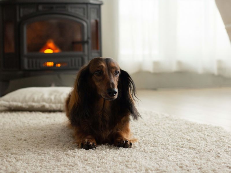 Dachshund: The Living Room Sausage