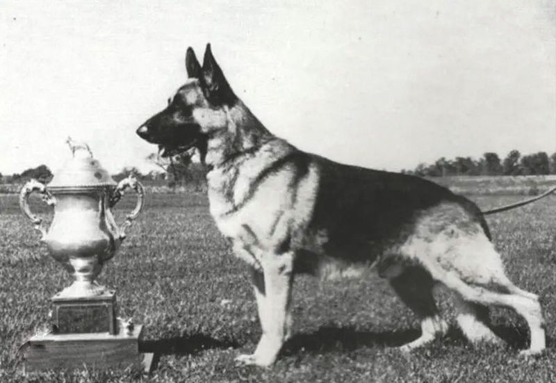German Shepherd: The Protective Family Guardian