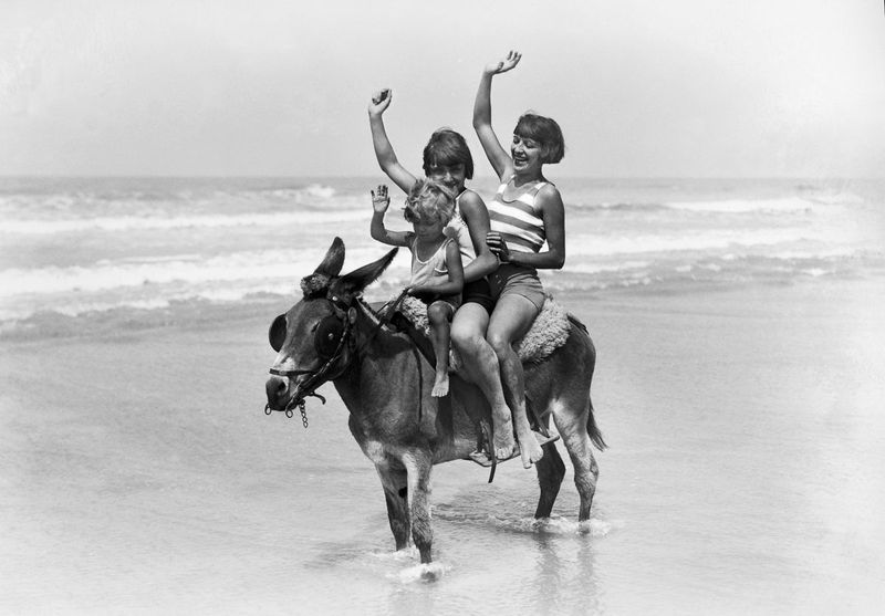 Seaside Donkey Photography Sessions