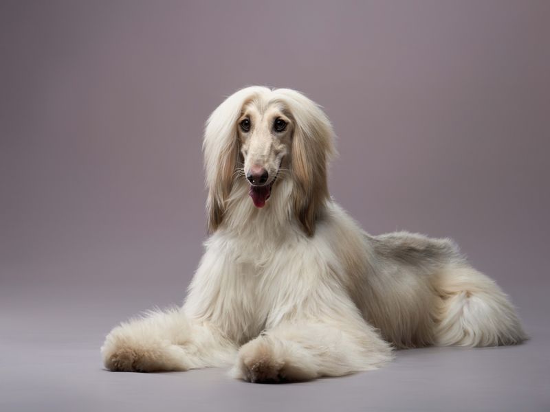 Afghan Hound: The Canine Supermodel