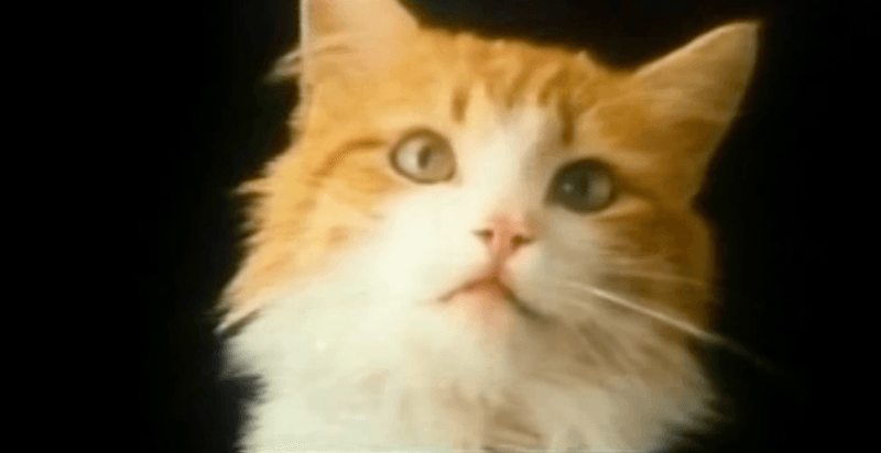 Meow Mix's Feline-Inspired Melody