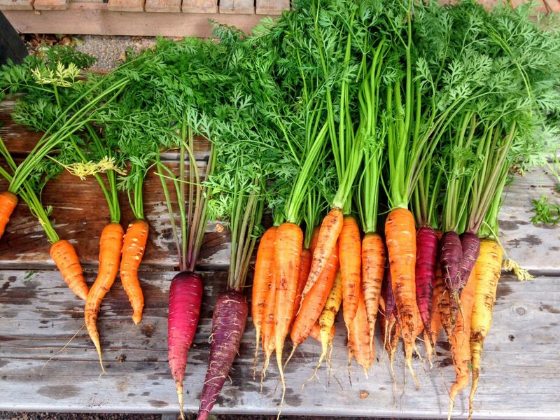 Carrots For Eagle Eyes? A Wartime Propaganda Victory