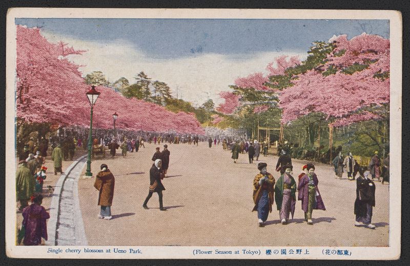 Cherry Blossom Viewing