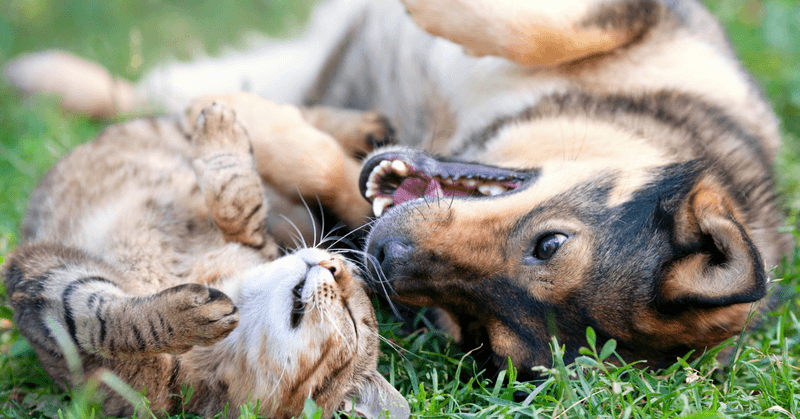 Pet Day Featuring Real Animals