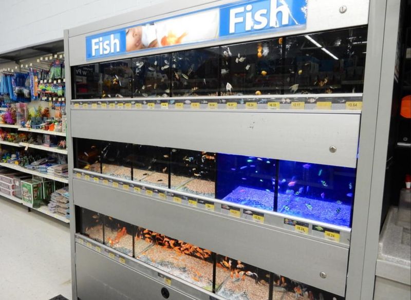 The Live Lobster Tank