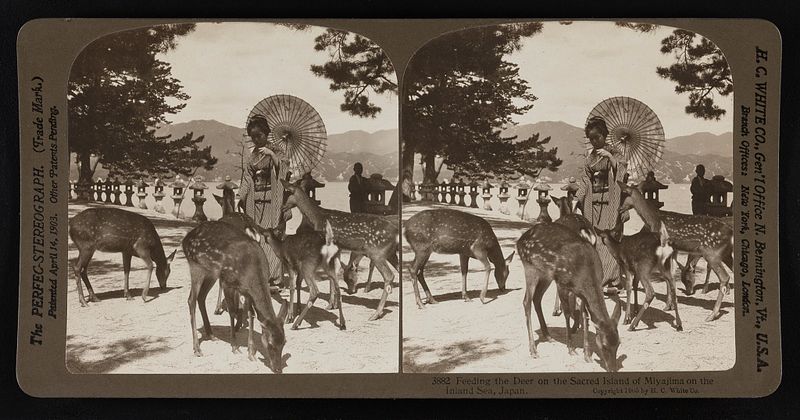 Miyajima Deer