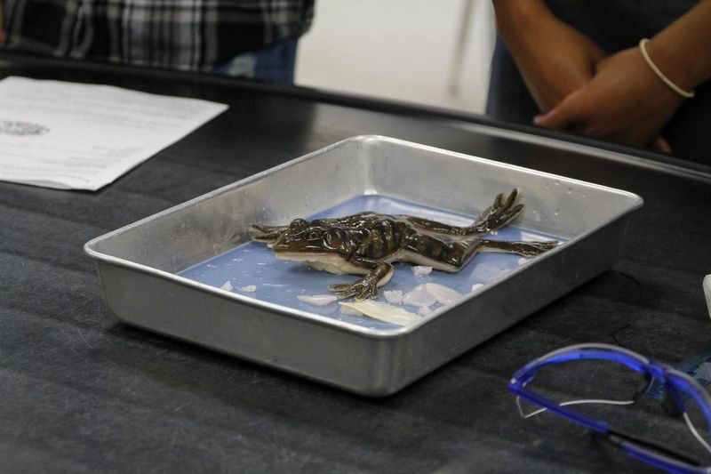 Live Animal Dissection in Science Class